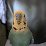 Merlin auf dem Weg zum Tierarzt 