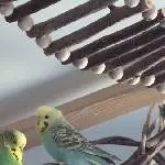 Barry, Merlin und Pippa