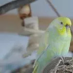 Finna 