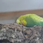 Neo 