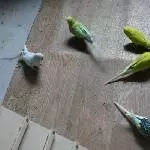 Meine kleinen Pinguine