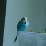 Phia und ihr Möhrengrün 