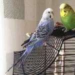 Oskar & Harry