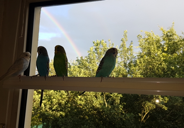 rainbowwarrier