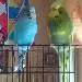Album von Sunny und Sweety