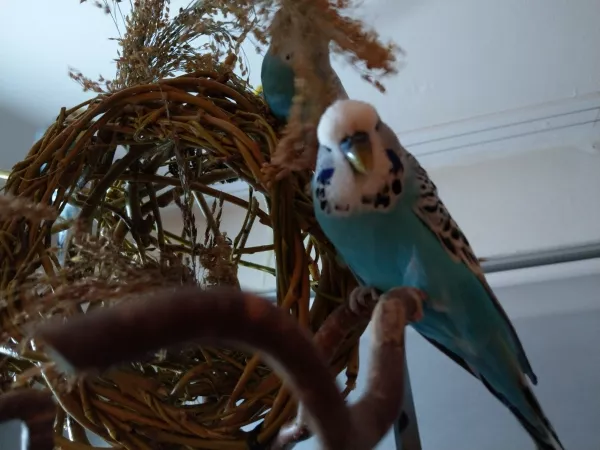 Wellensittich-Bild: Kopernikus ganz fidel beim erkunden der neugebauten Weidenkugel
Januar 2019