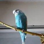 Pan das Kuschelmonster