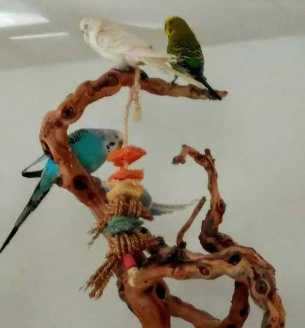 Wellensittich-Bild: Unsere verbliebenen 3 Vögel
