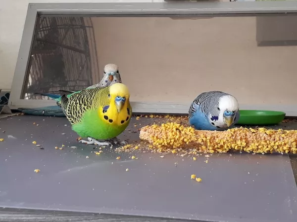 Wellensittich-Bild: Chico (grün) 
Sammy (blau)