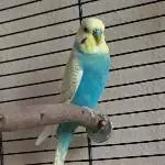 Joschi Rainbow