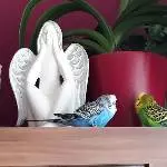 Sammy und Chico
