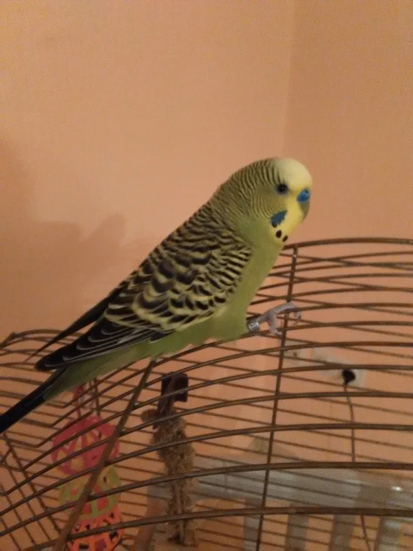 Wellensittich-Bild: Unser neuer Schatz, 11 Jahre Einzelvogel und schon voll dabei.