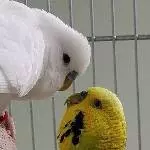 Verliebte Jungs