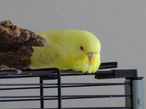 Wellensittich-Bild: Rikku im Liegen
