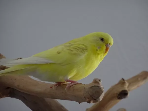 Wellensittich-Bild: Rikku sitzt auf einem Ast