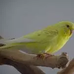 Rikku auf dem Ast