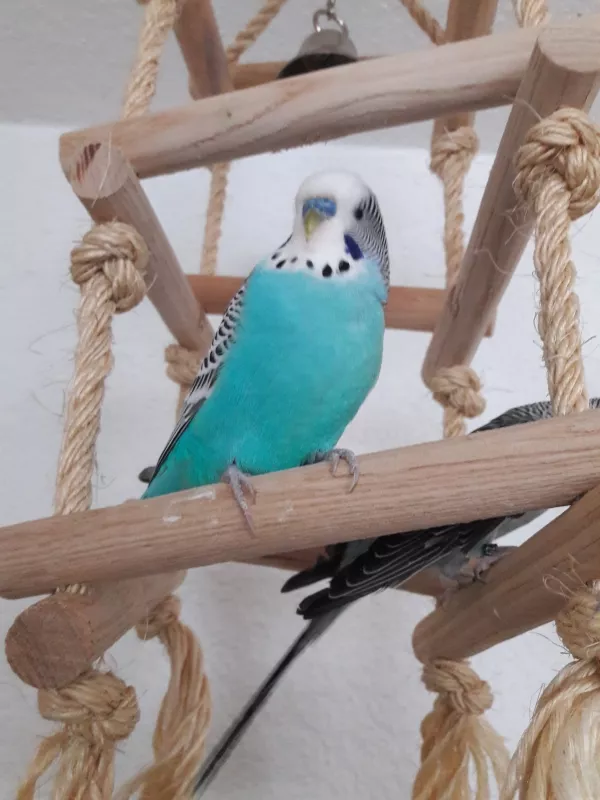Wellensittich-Bild: Nemos neues Profilbild. Ist er nicht hübsch?