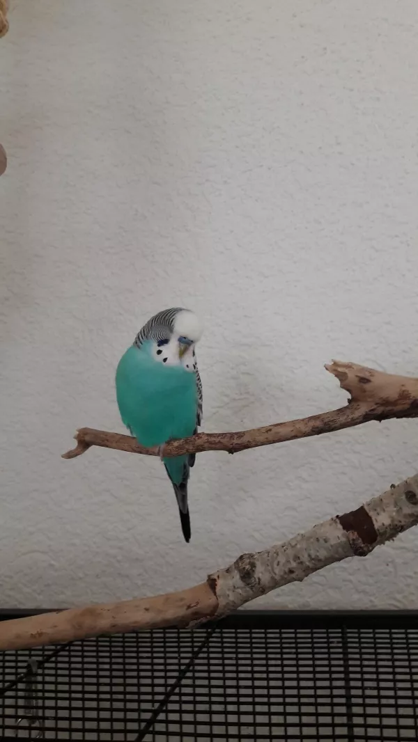Wellensittich-Bild: Hier am Faulenzen. Man sieht hier seine Farbe besonders schön:)