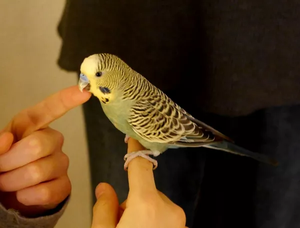 Wellensittich-Bild: Timmy fliegt zwar schon etwas länger im Regenbogenland, aber auch er kriegt heute ein eigenes Profilbild.