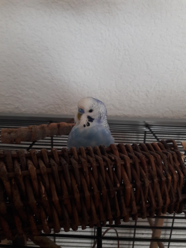 Milo