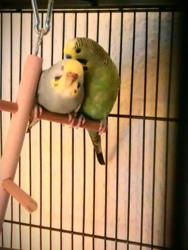 Wellensittich-Bild: Ich hab dich lieb - Ich dich auch!
