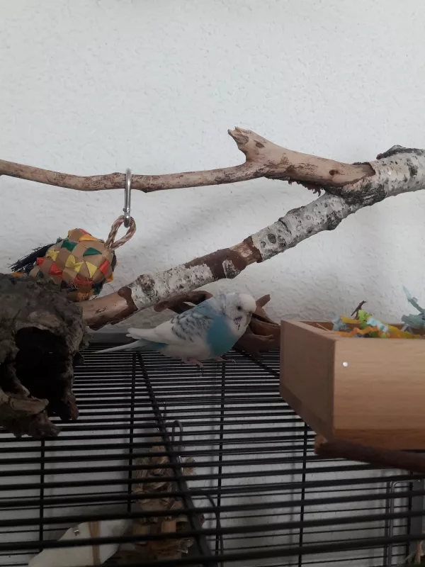 Wellensittich-Bild: Das ist Ella mein Neuzugang. Sie ist am 31. Mai 2019 eingezogen. :)