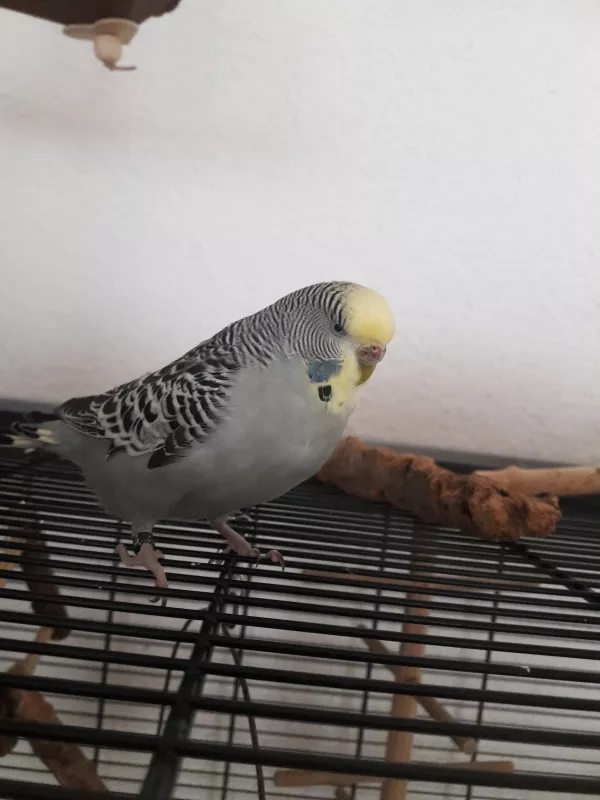 Wellensittich-Bild: Meine kleine Zicke :) Mein Lieblingsbild von ihr und somit mein neues Profilbild.