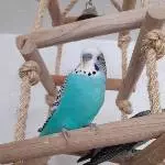 Nemos Profilbild