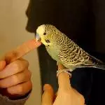 Mein lieber Timmy