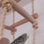 Moana auf dem Ausguck