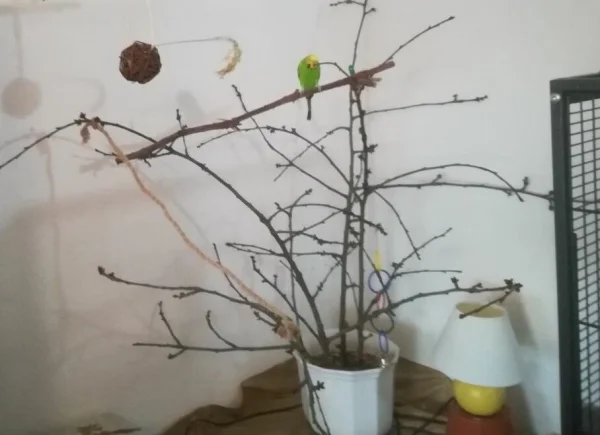 Wellensittich-Bild: Mein Baum!