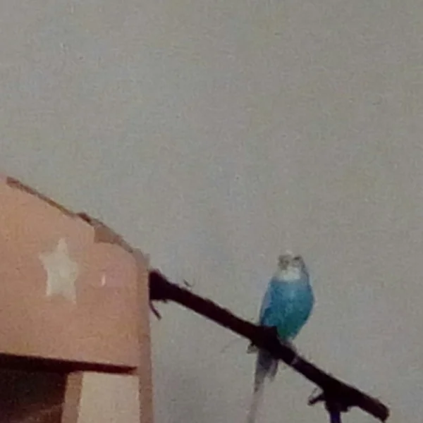 Wellensittich-Bild: Schon der 3. Hahn ... was habe ich ein Pech