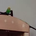 Flafianus der Flauschige