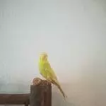 Hallo, ich bin Lumina