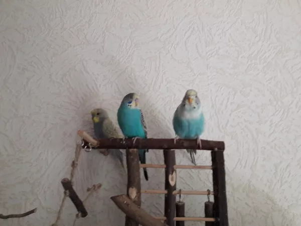 Wellensittich-Bild: Rainbow Spike und Susi auf dem Holzspielplatz 