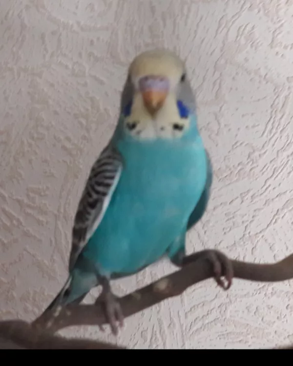 Wellensittich-Bild: Spike vor der Jugendmauser