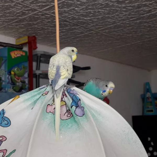 Wellensittich-Bild: Rainbow und Spike auf der Lampe ca Juli 2017