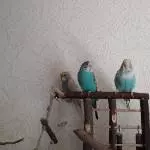 Rainbow, Spike und Susi 