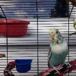 Susi auf dem Balkon