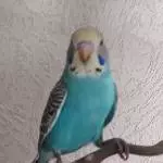 Spike auf Stock