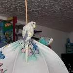Rainbow und Spike auf der Lampe