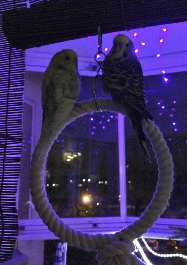 Wellensittich-Bild: Sobald das Licht draußen anging, sind sie ans Fenster geflogen und haben sich die Lichter angesehen.