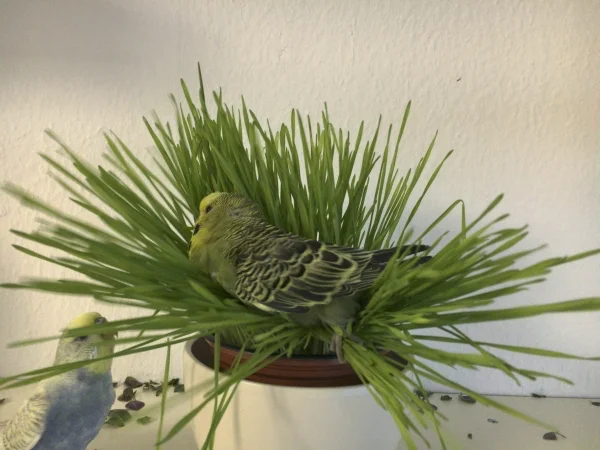 Wellensittich-Bild: Edgar liebt Katzengras, besonders wenn es noch nass ist.
