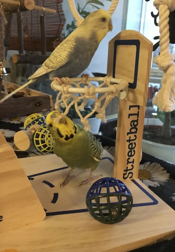 Wellensittich-Bild: Wir üben Basketball!