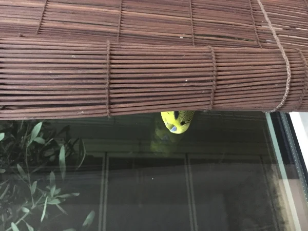 Wellensittich-Bild: Es wird gemunkelt, ob er im früheren Leben eine Fledermaus war:)