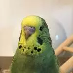 Die kleine Erbse Edgar