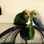 Piet und Edgar 