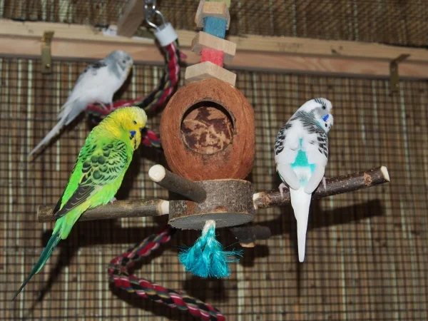 Wellensittich-Bild: Kiwi, Yukie und Elsa