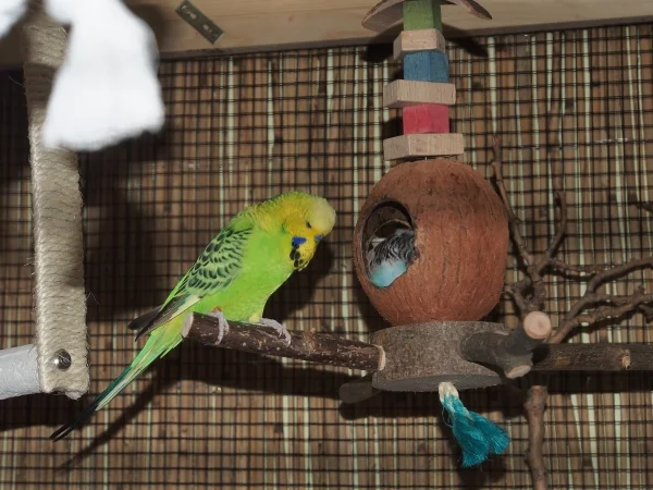 Wellensittich-Bild: Kiwi