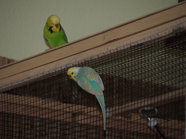 Romeo
